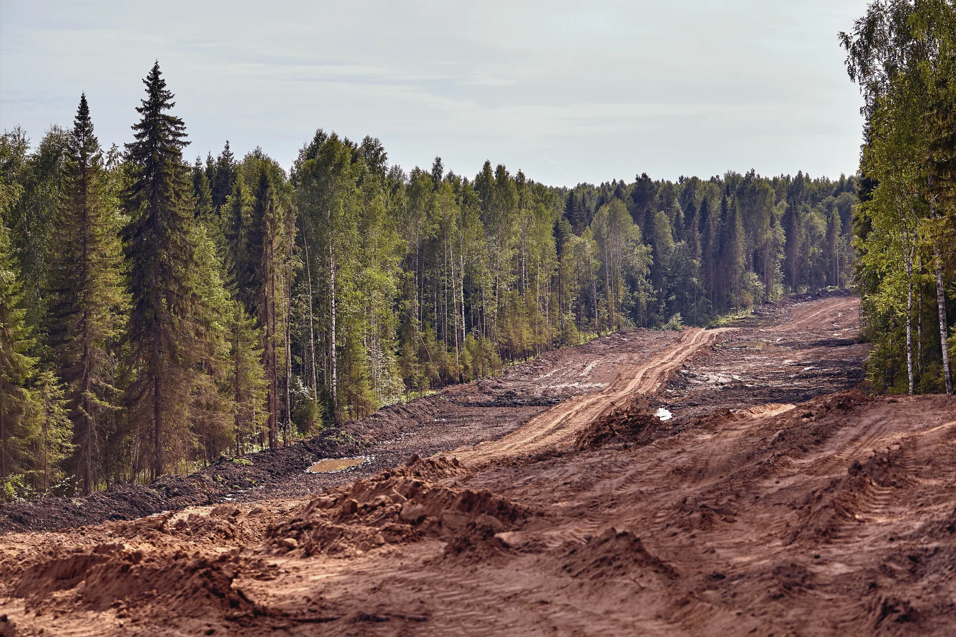 Wide cleared forest corridor dirt access road site preparation