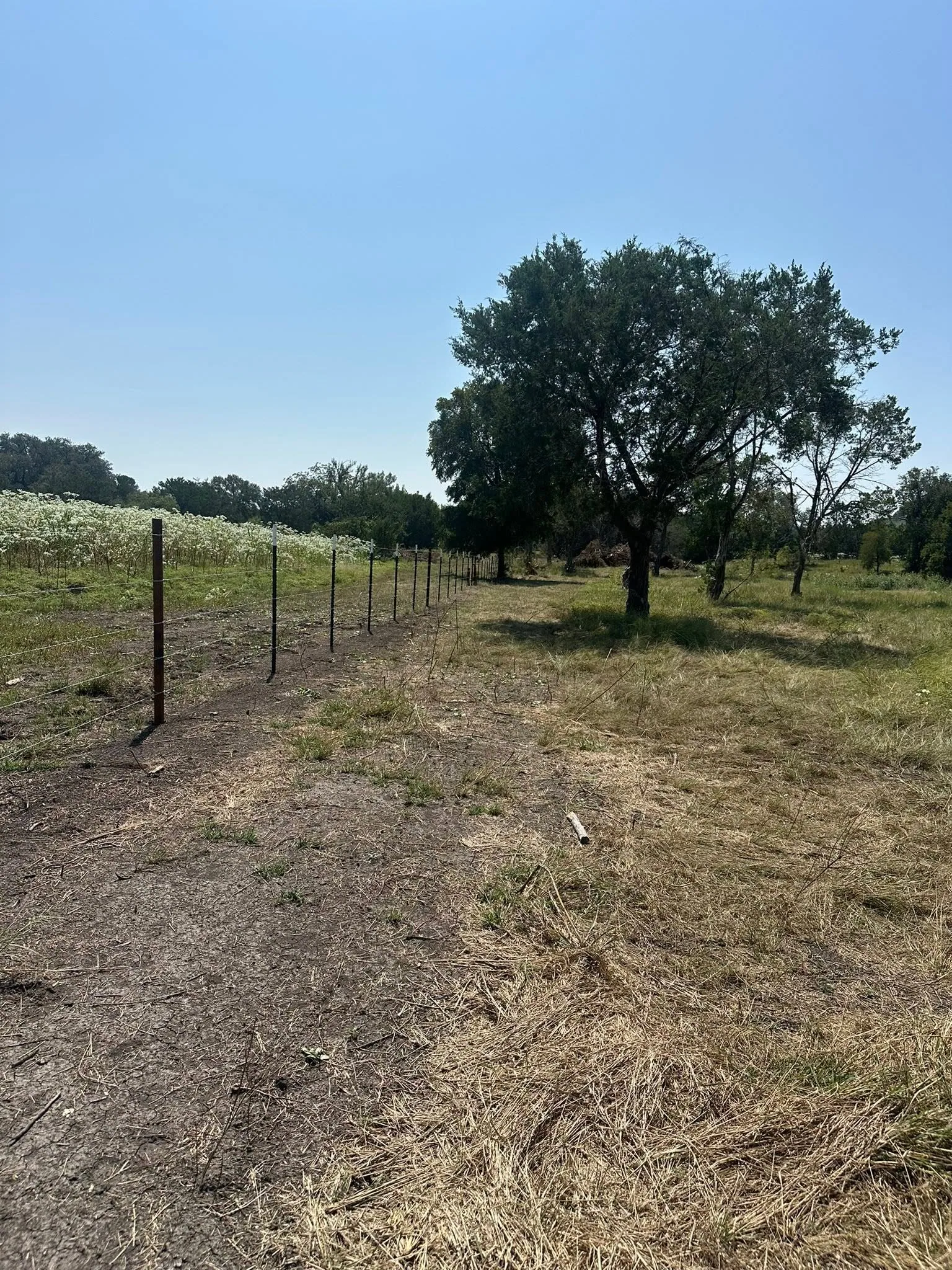 Barbed wire t post fence line wildflower field cleared strip live oak