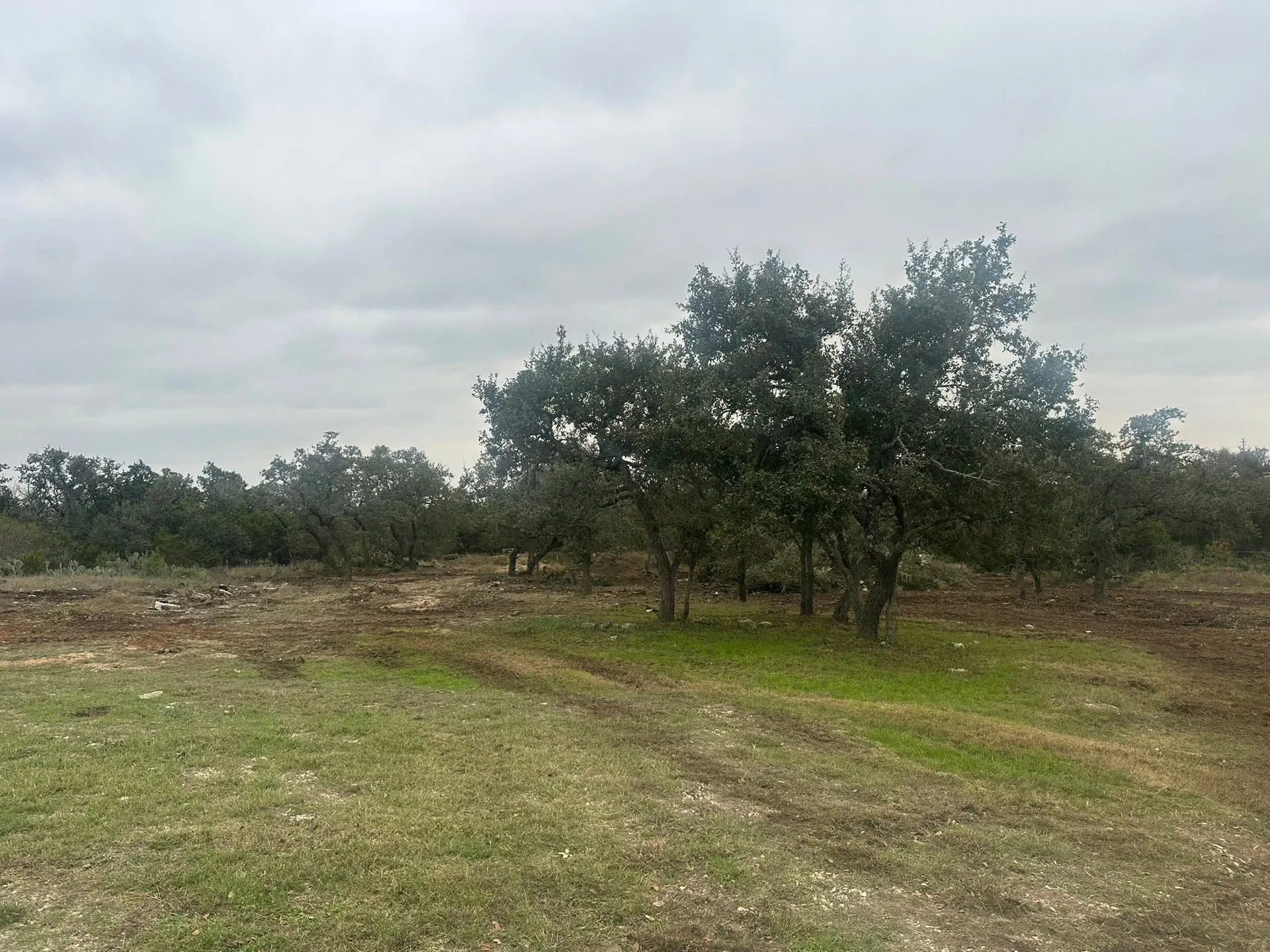 Cleared lot live oaks land clearing site preparation