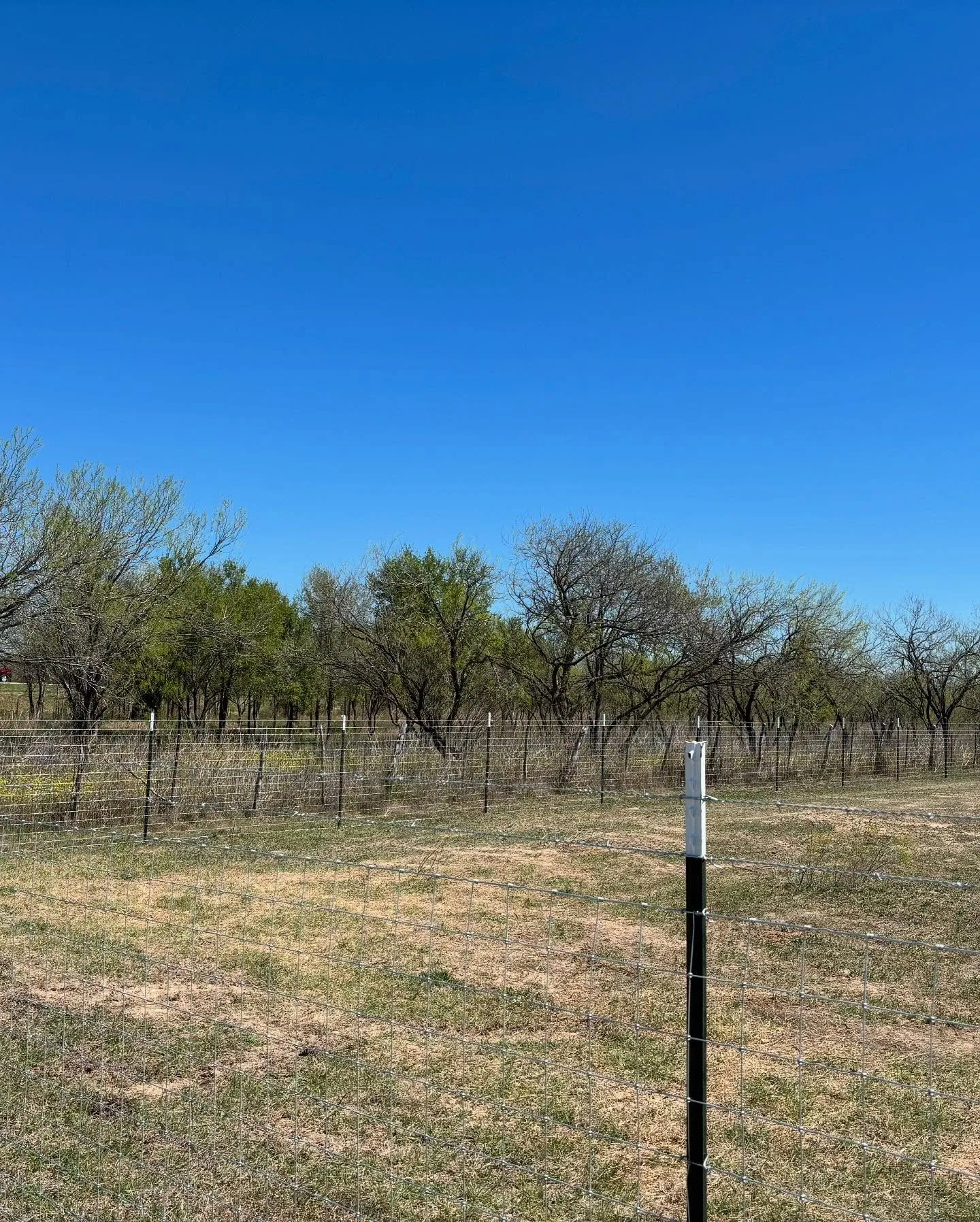 White tipped t post woven wire fence mesquite pasture blue sky