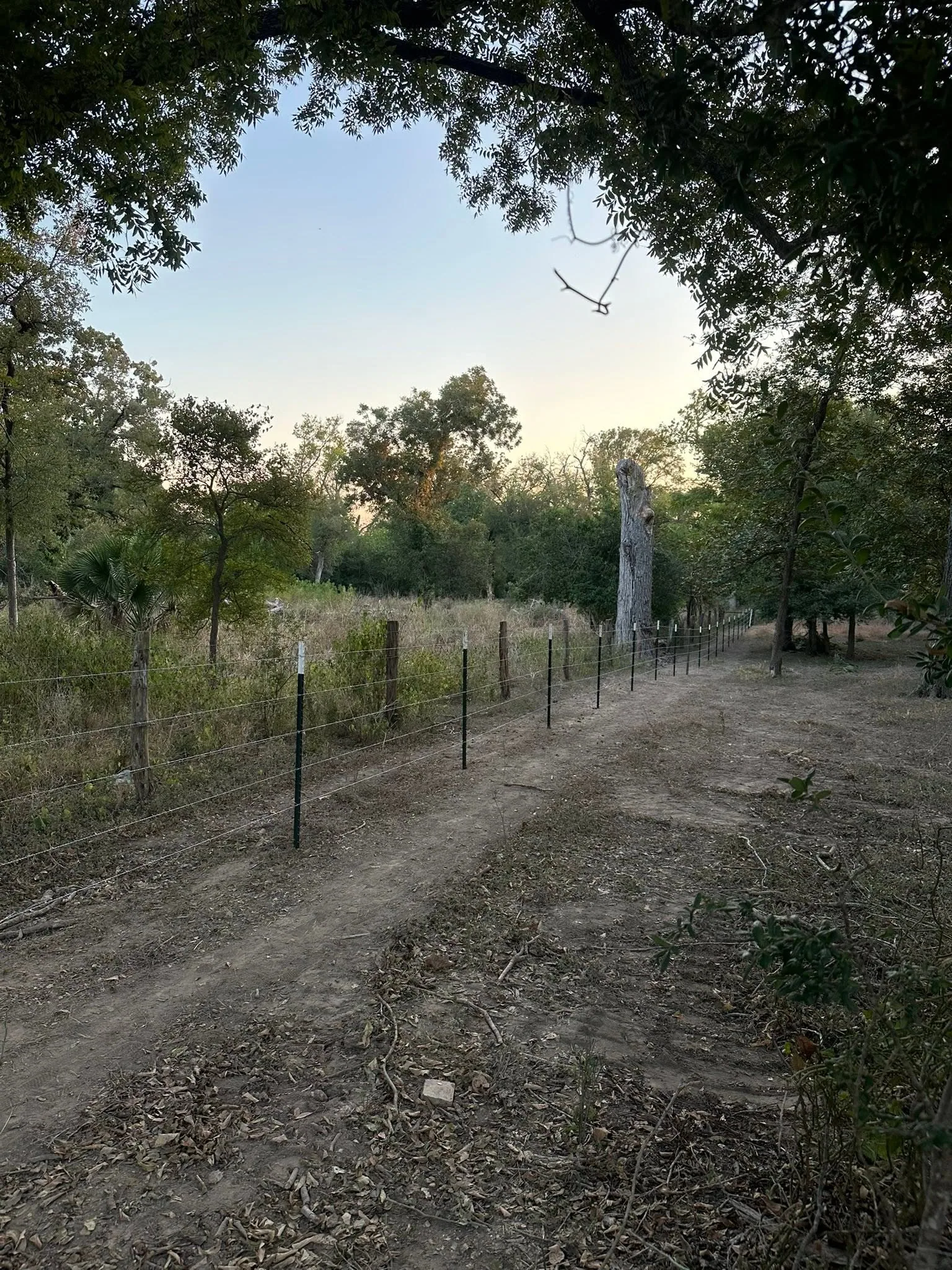Wire fence green t posts dirt trail dead tree trunk dusk